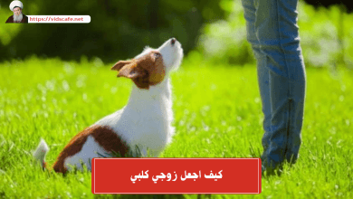 كيف اجعل زوجي كلبي